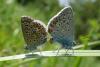 Polyommatus icarus
